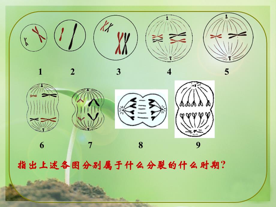 基因的染色体学说PPT课件_第4页