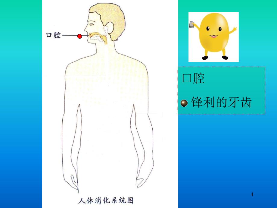 食物到哪里去了课堂PPT_第4页