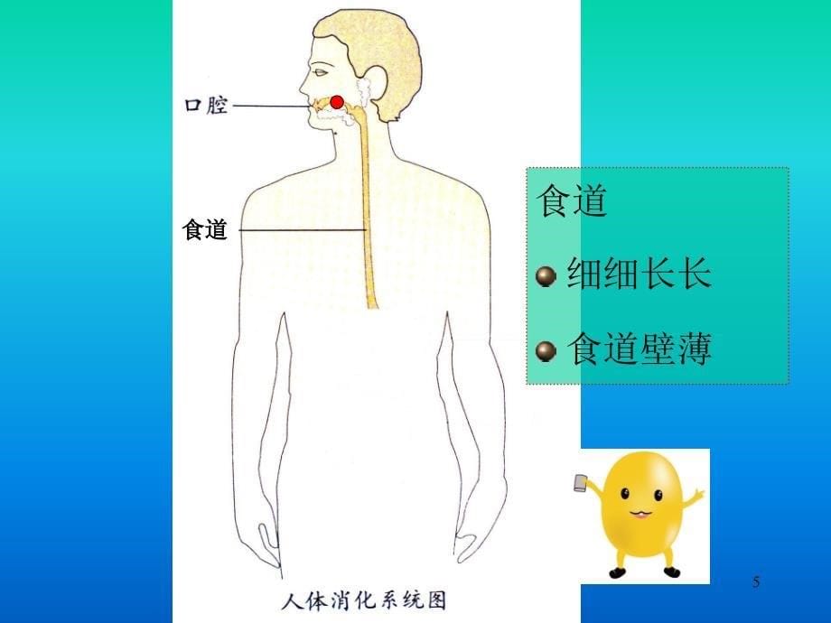 食物到哪里去了课堂PPT_第5页