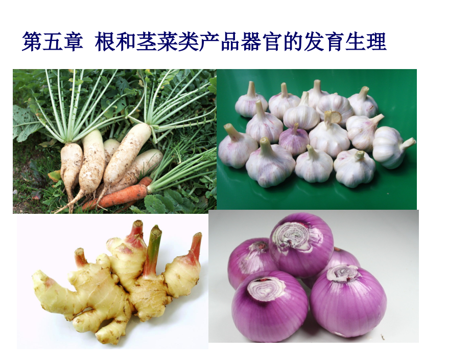 蔬菜栽培生理学：第五章 根和茎菜类产品器官的发育生理