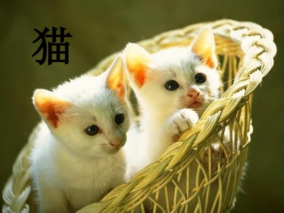 猫课件人教版四年级_第1页