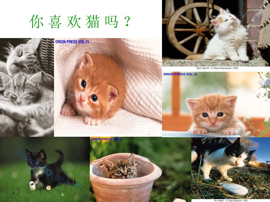 猫课件人教版四年级_第2页