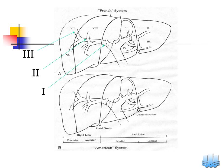 外科学课件：第四十三章胆道疾病_第5页