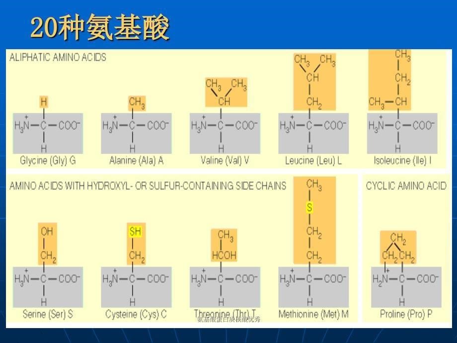 氨基酸蛋白质核酸课件_第5页