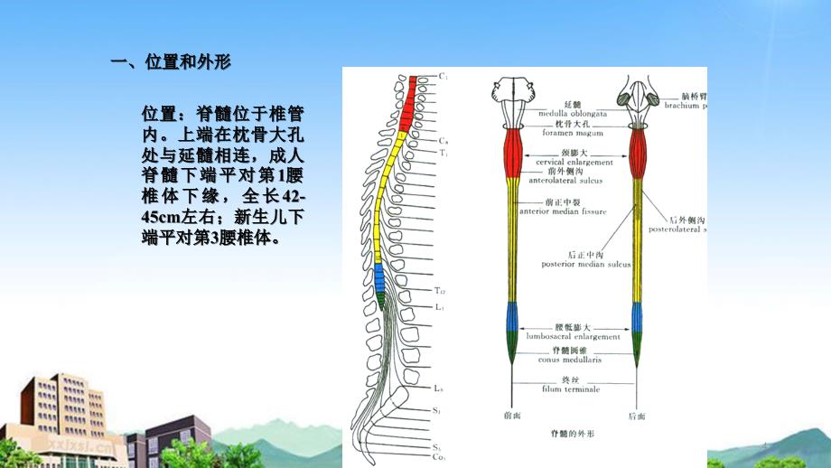 脊髓解剖与定位干货分享_第4页