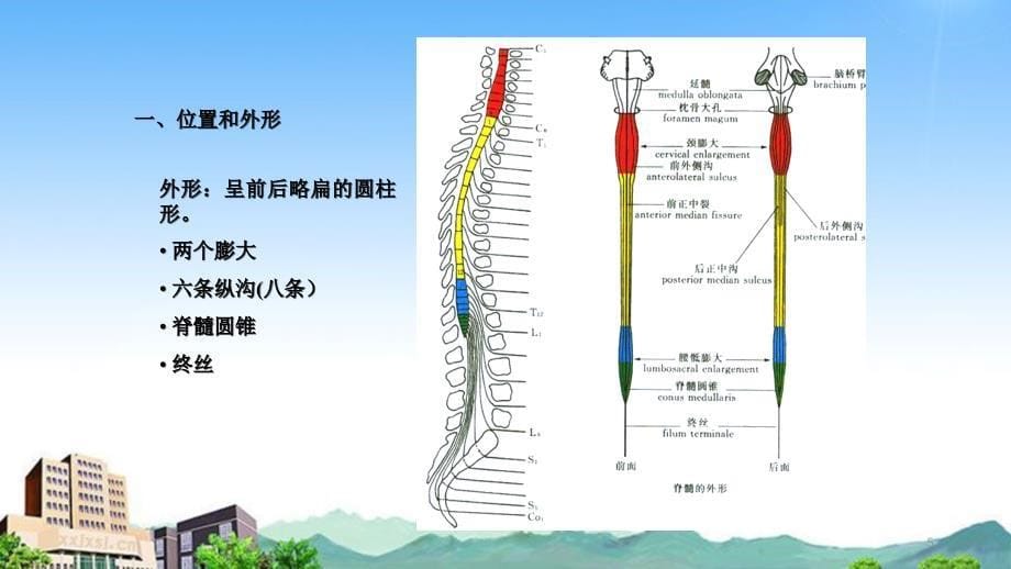 脊髓解剖与定位干货分享_第5页