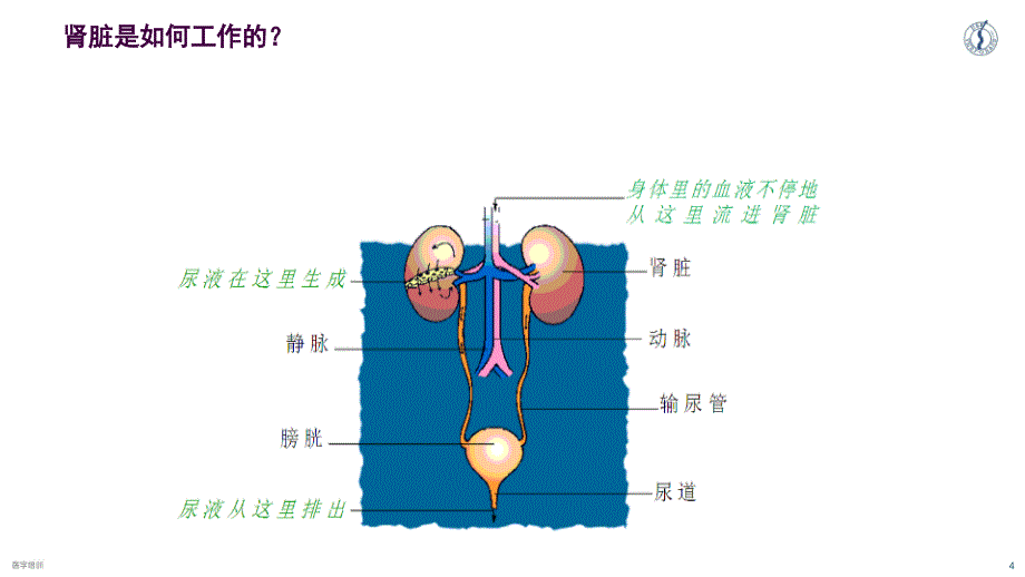 慢性肾脏病2ppt课件_第4页