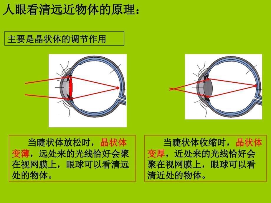 《眼睛和眼镜》PPT课件_第5页