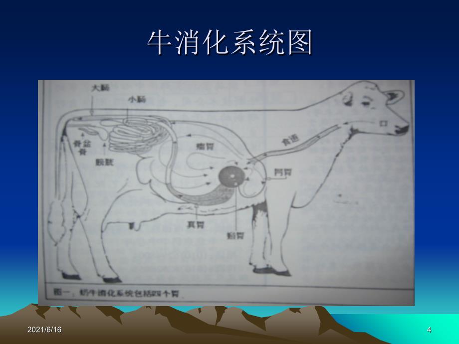 肉牛养殖实用技术_第4页