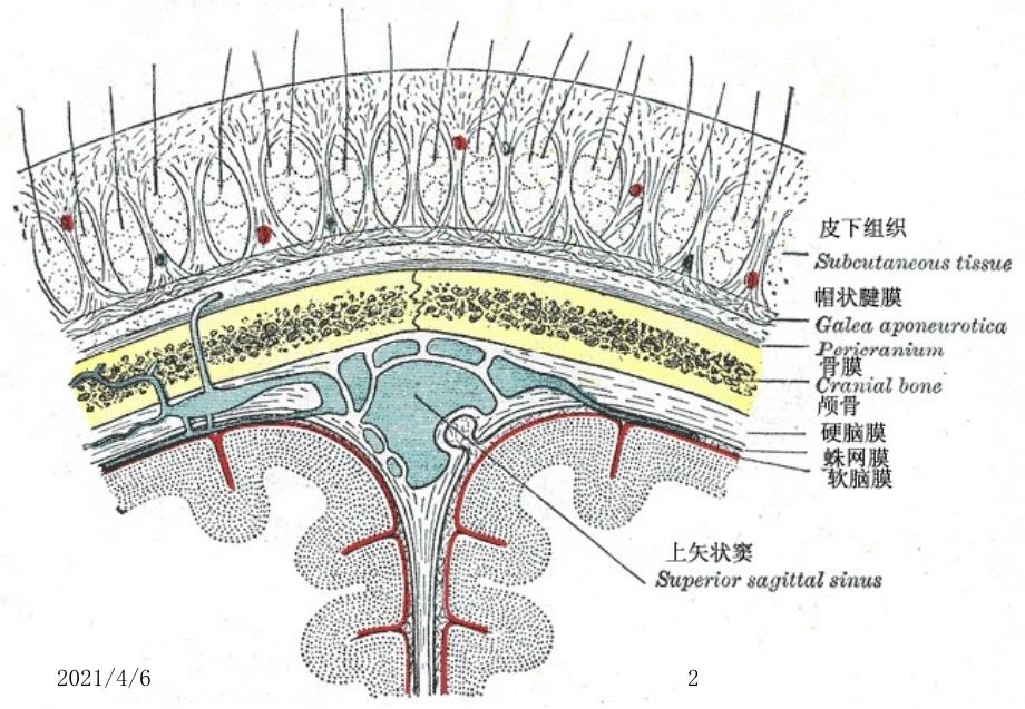 头皮损伤的护理文档资料_第2页