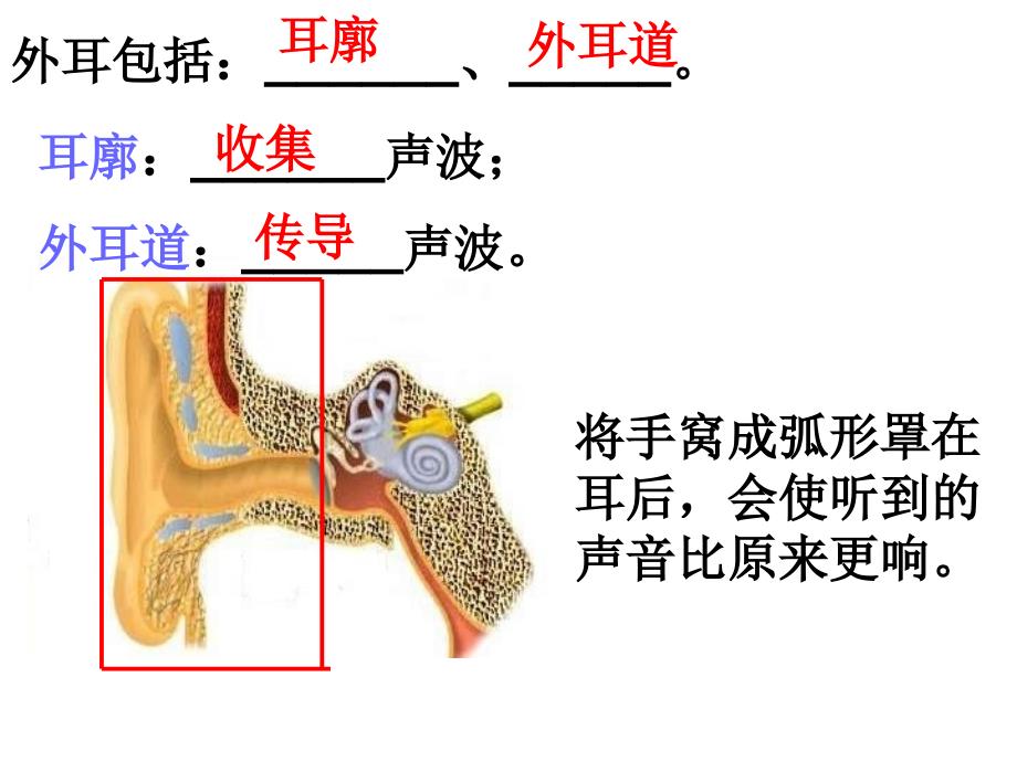 耳和听觉课件_第4页