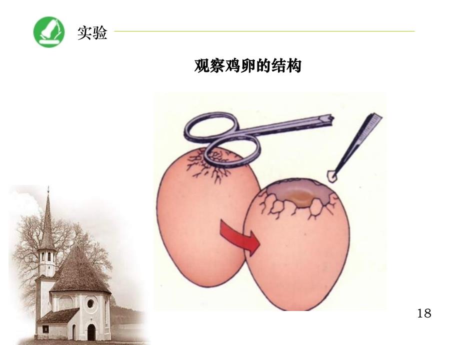 生物八下第一章第四节鸟类的生殖和发育_第2页