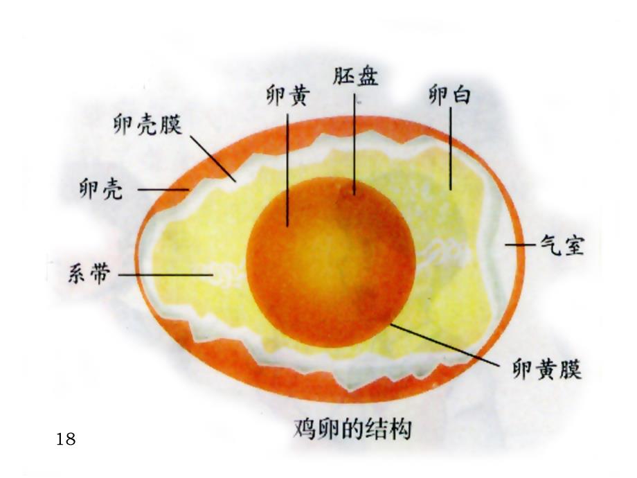 生物八下第一章第四节鸟类的生殖和发育_第3页