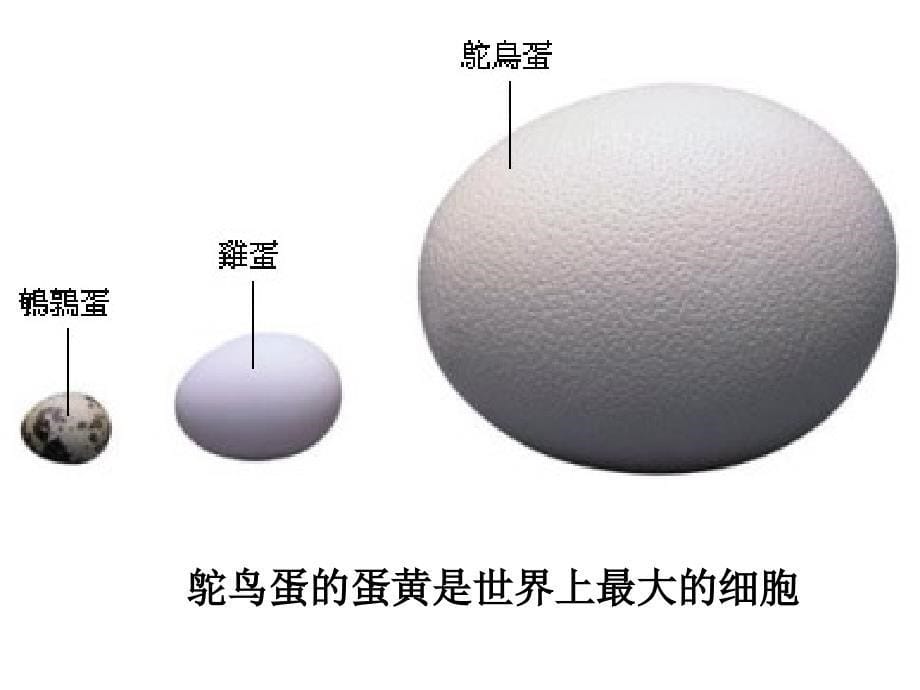 生物八下第一章第四节鸟类的生殖和发育_第5页