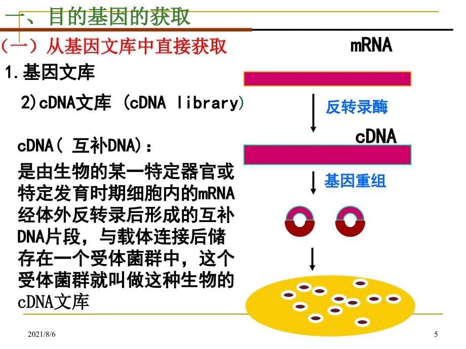 基因工程的基本操作程序课件新人教选修3_第5页