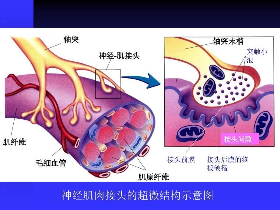 4第四章突触传递与突触活动_第5页