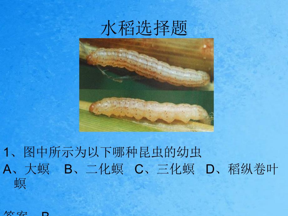 农虫永实习竞赛题目ppt课件_第4页