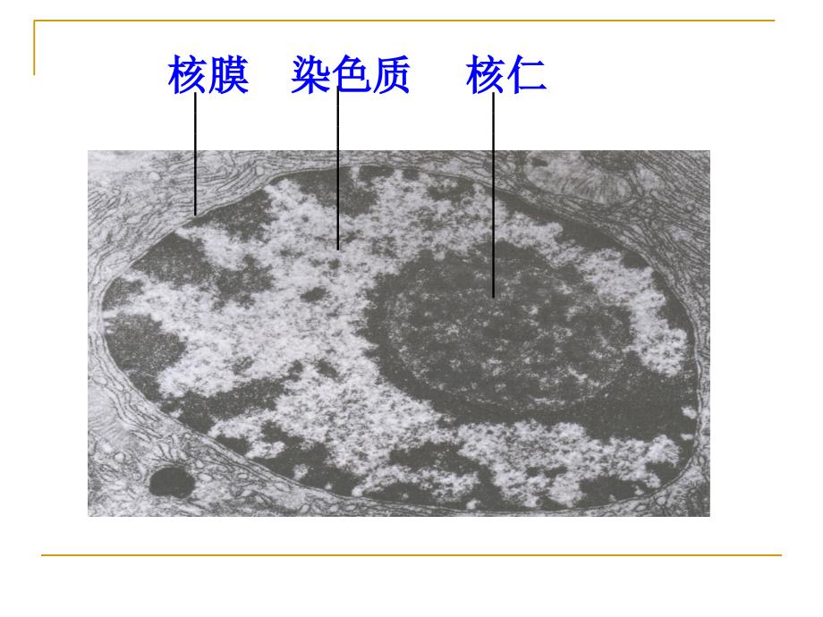 人教版第三章33细胞核——系统的控制中心课件46张_第4页