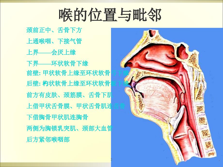 喉解剖学ppt演示课件_第2页