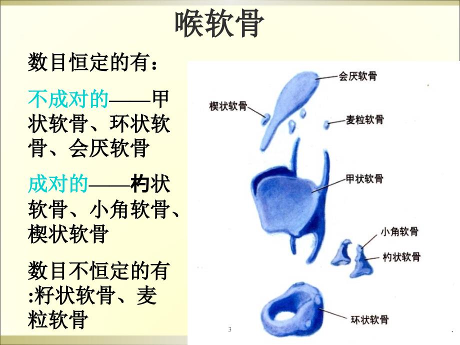 喉解剖学ppt演示课件_第3页