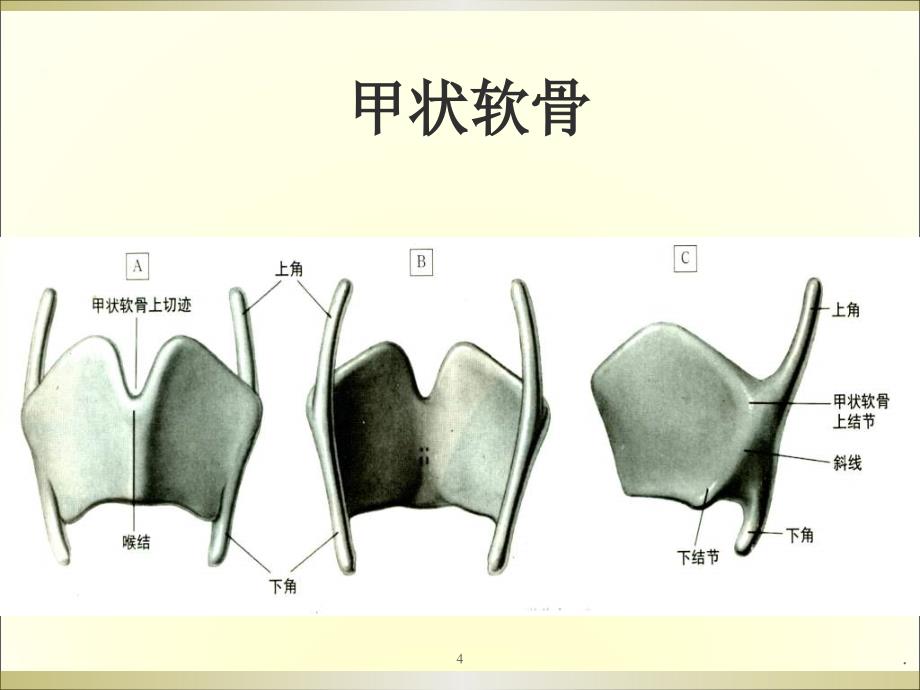 喉解剖学ppt演示课件_第4页