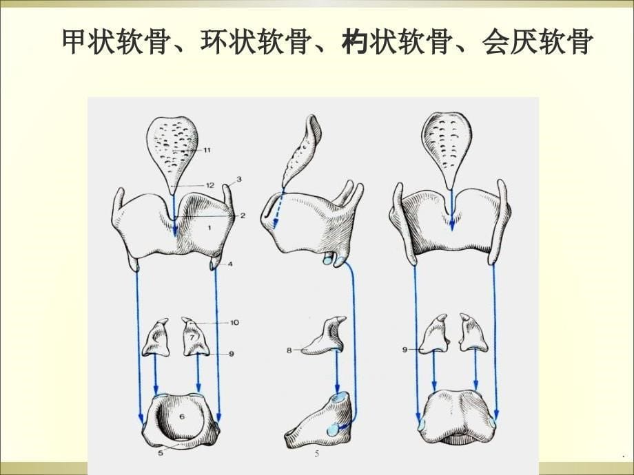 喉解剖学ppt演示课件_第5页