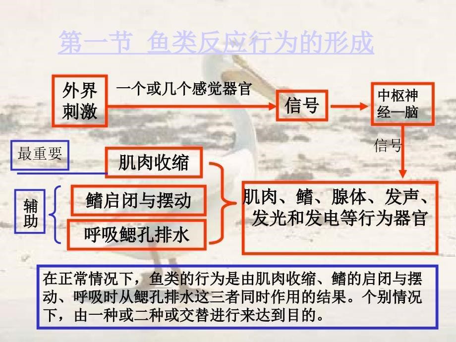 第三章鱼类行为_第5页