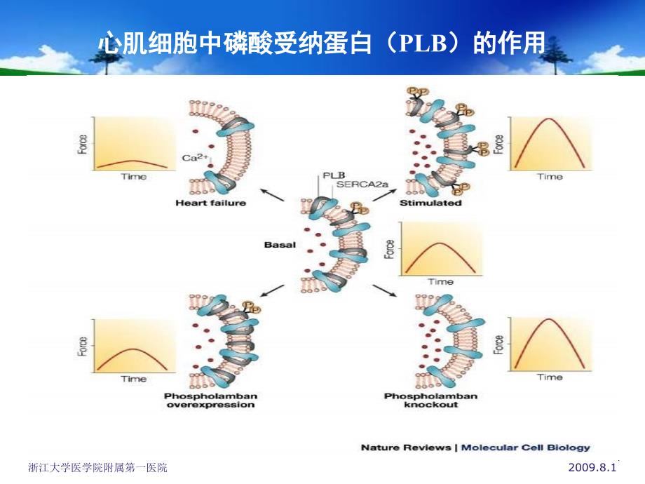 心力衰竭与磷酸受纳蛋白会议课件教学幻灯PPT_第4页