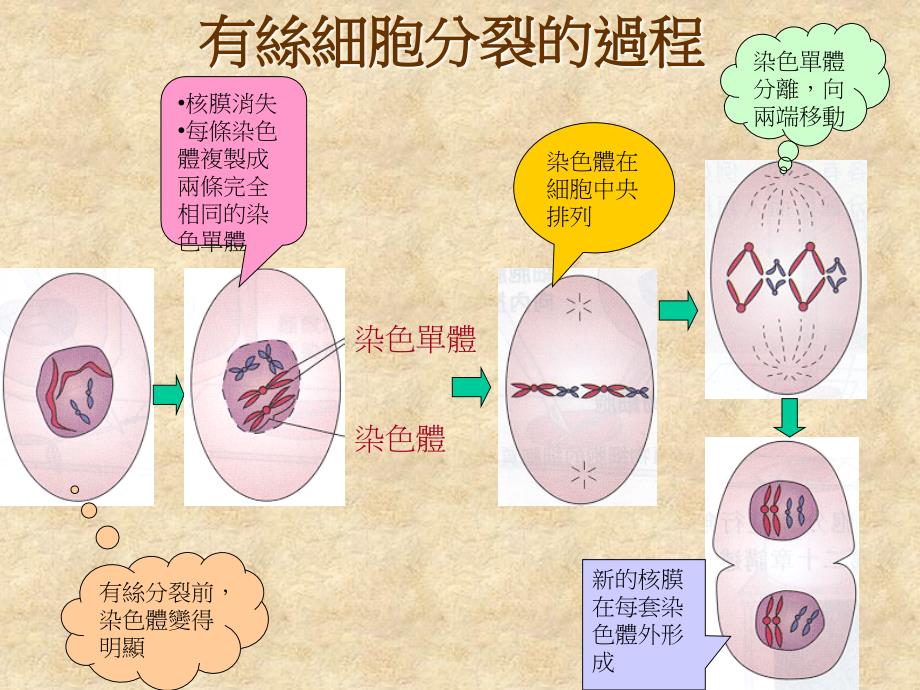 精品]有丝细胞分裂课件_第2页