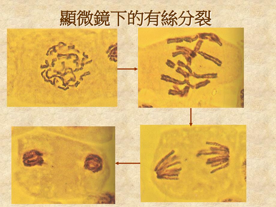 精品]有丝细胞分裂课件_第3页