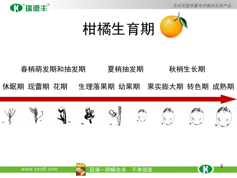 柑橘解决方案ppt课件.ppt_第3页