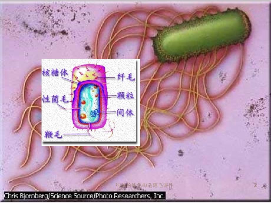 细菌的特色构造鞭毛课件_第2页