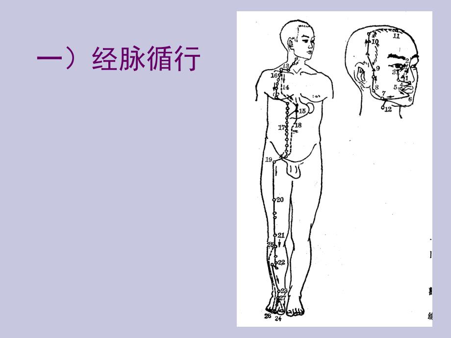 针灸学课件：足阳明胃经_第3页