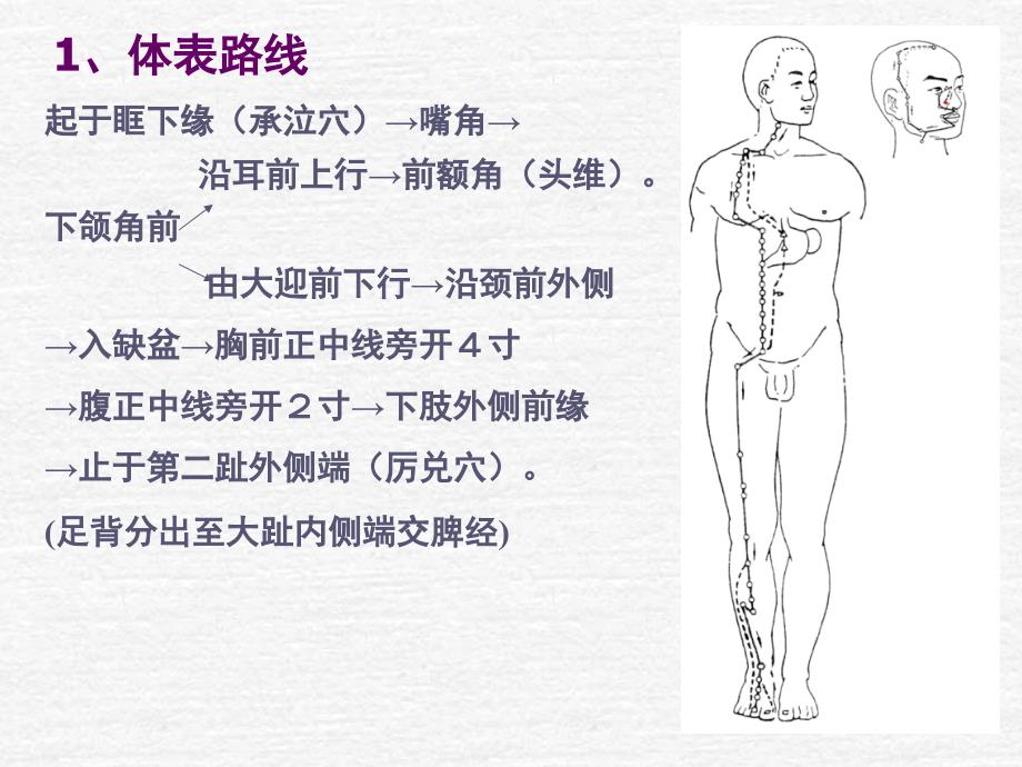 针灸学课件：足阳明胃经_第4页