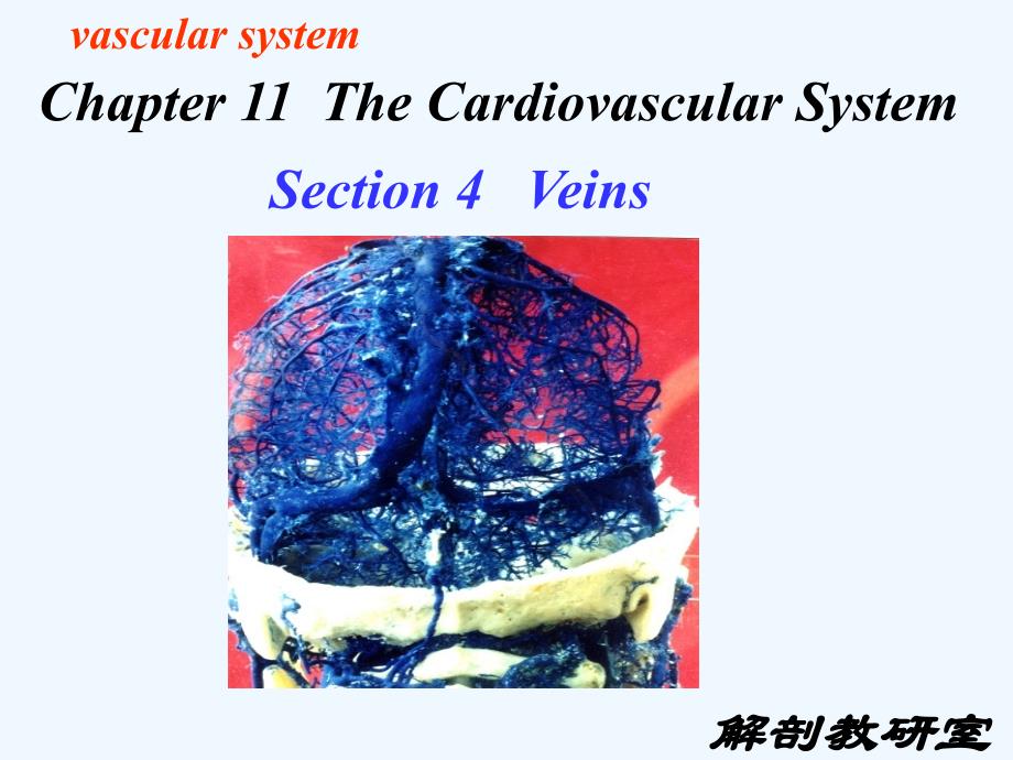 静脉医学课件_第4页