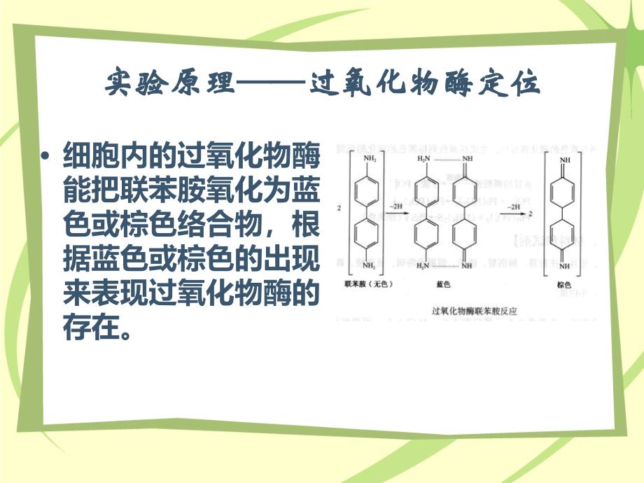 细胞生物学实验：6 细胞中多糖和过氧化物酶的定位_第4页