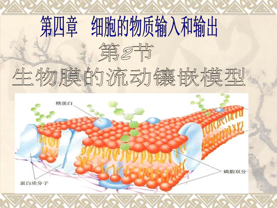 42生物膜的流动镶嵌模型 (2)_第1页