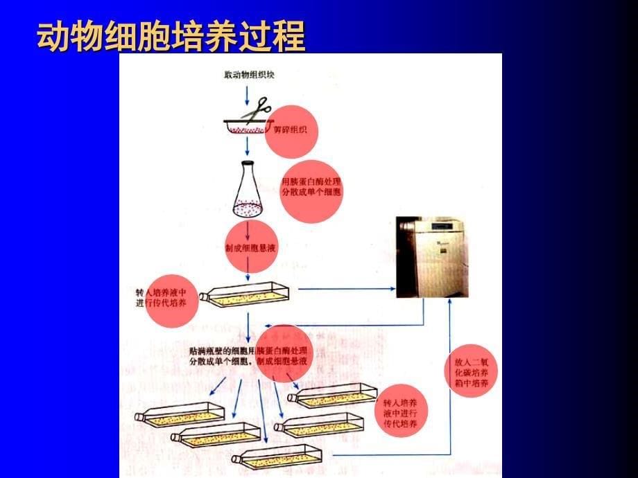 人教版教学课件人教版选修3动物细胞工程_第5页