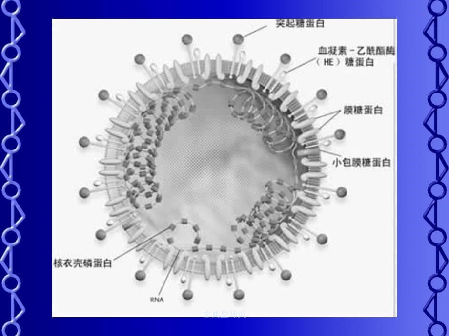 非典型肺炎课件_第5页