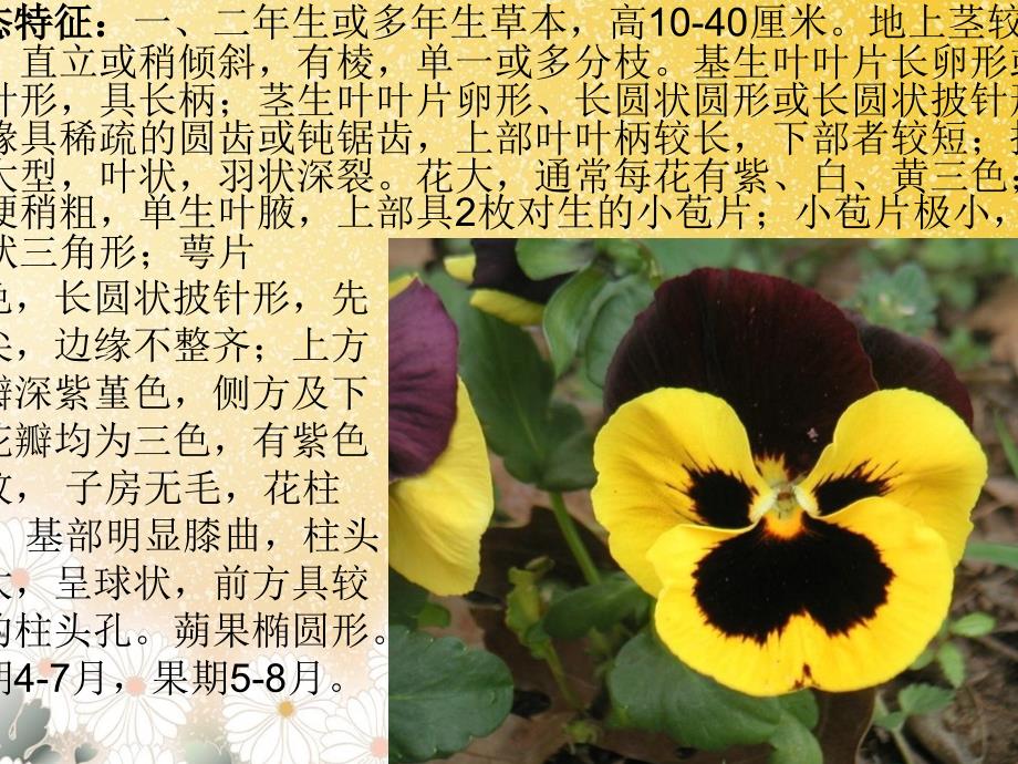 花卉学实习植物图片_第4页