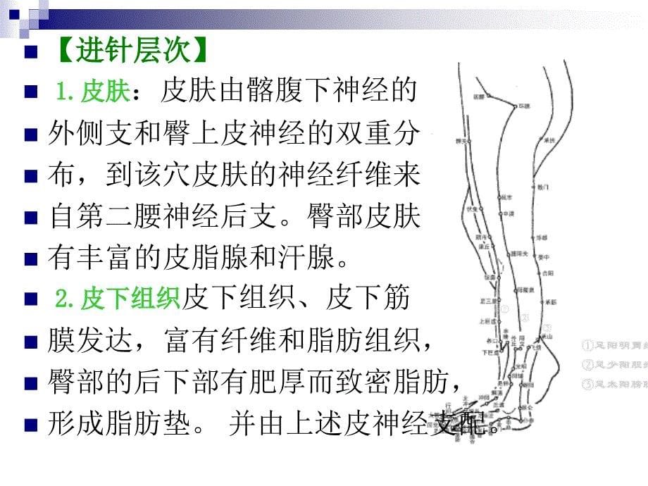 环跳穴位解剖精选文档_第5页