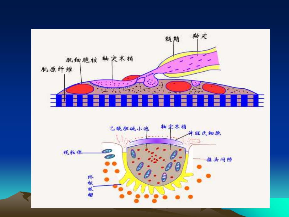 气管插管和肌松药_第3页