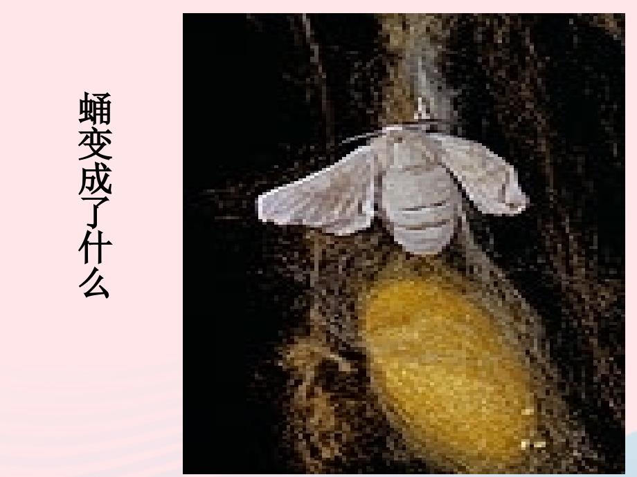 最新三年级科学下册动物的生命周期4蛹变成了什么课件_第1页