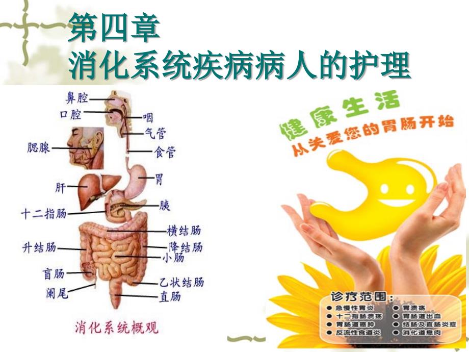 消化系统概述PPT课件_第1页