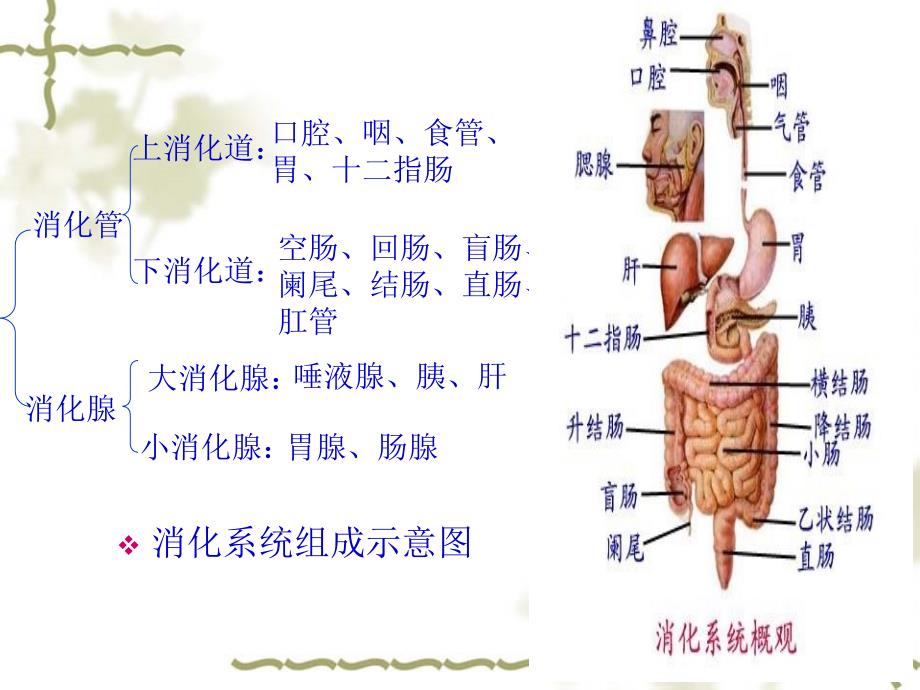 消化系统概述PPT课件_第2页