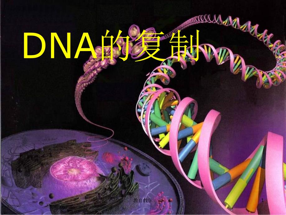 DNA分子复制课件理高教课堂_第1页