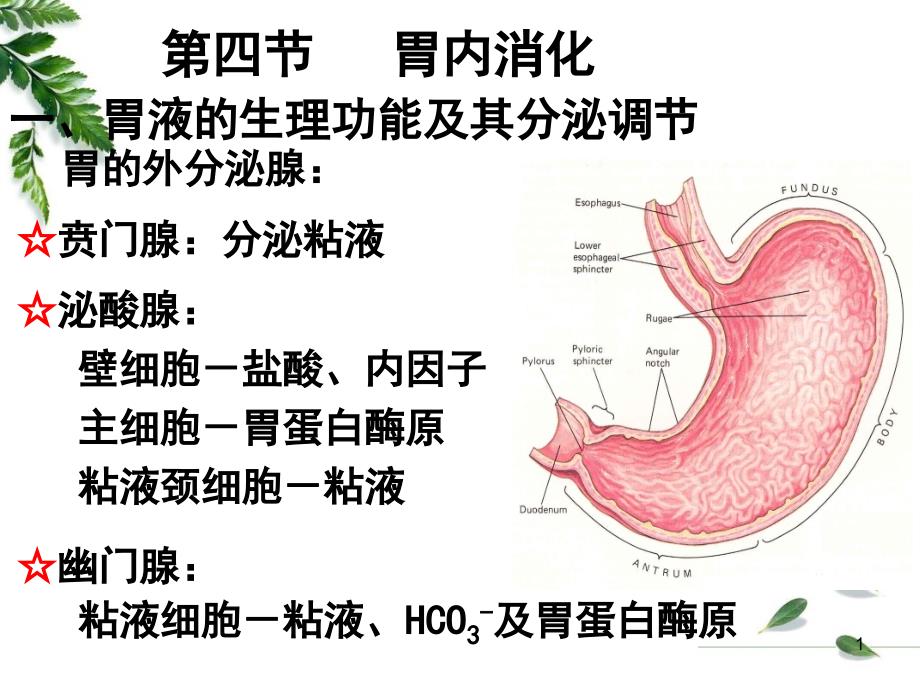 12级药学本科消化2_第1页