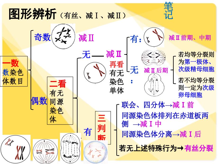 细胞分裂各时期 图像鉴别_第2页