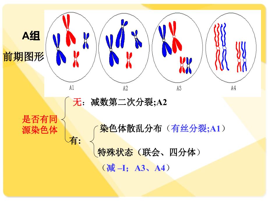 细胞分裂各时期 图像鉴别_第3页