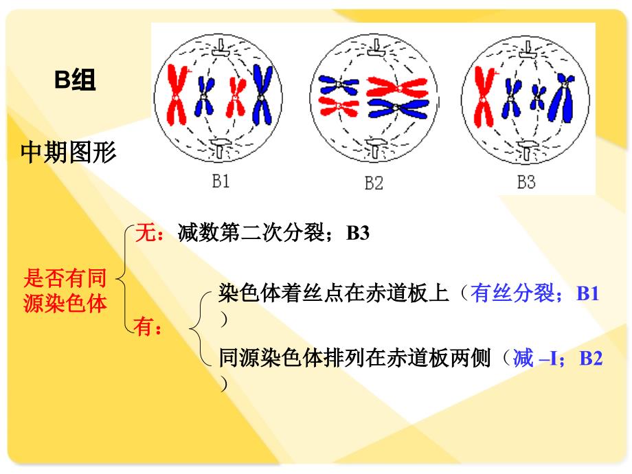 细胞分裂各时期 图像鉴别_第4页